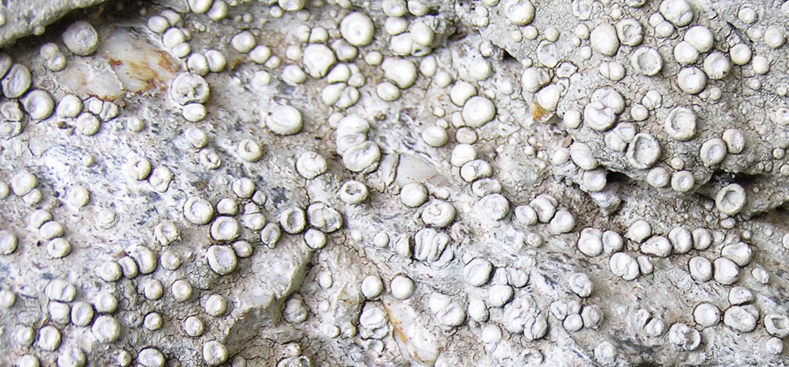 viraggio su micro funghi?